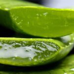Pianta di aloe vera