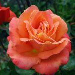 Fiore rosa